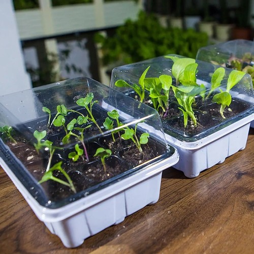 12 Holes Plastic Nursery Pots Seedling Trays Seed Starter Tray Plant Grow Box - Picture 9 of 12
