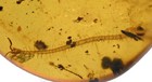 Rare Myriapoda (Centipede), Fossil Insect inclusion in Burmese Amber
