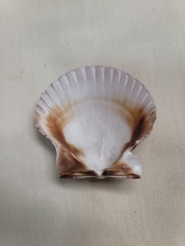 Rare 1955 Disneyland Souvenir Seashell - Picture 6 of 6