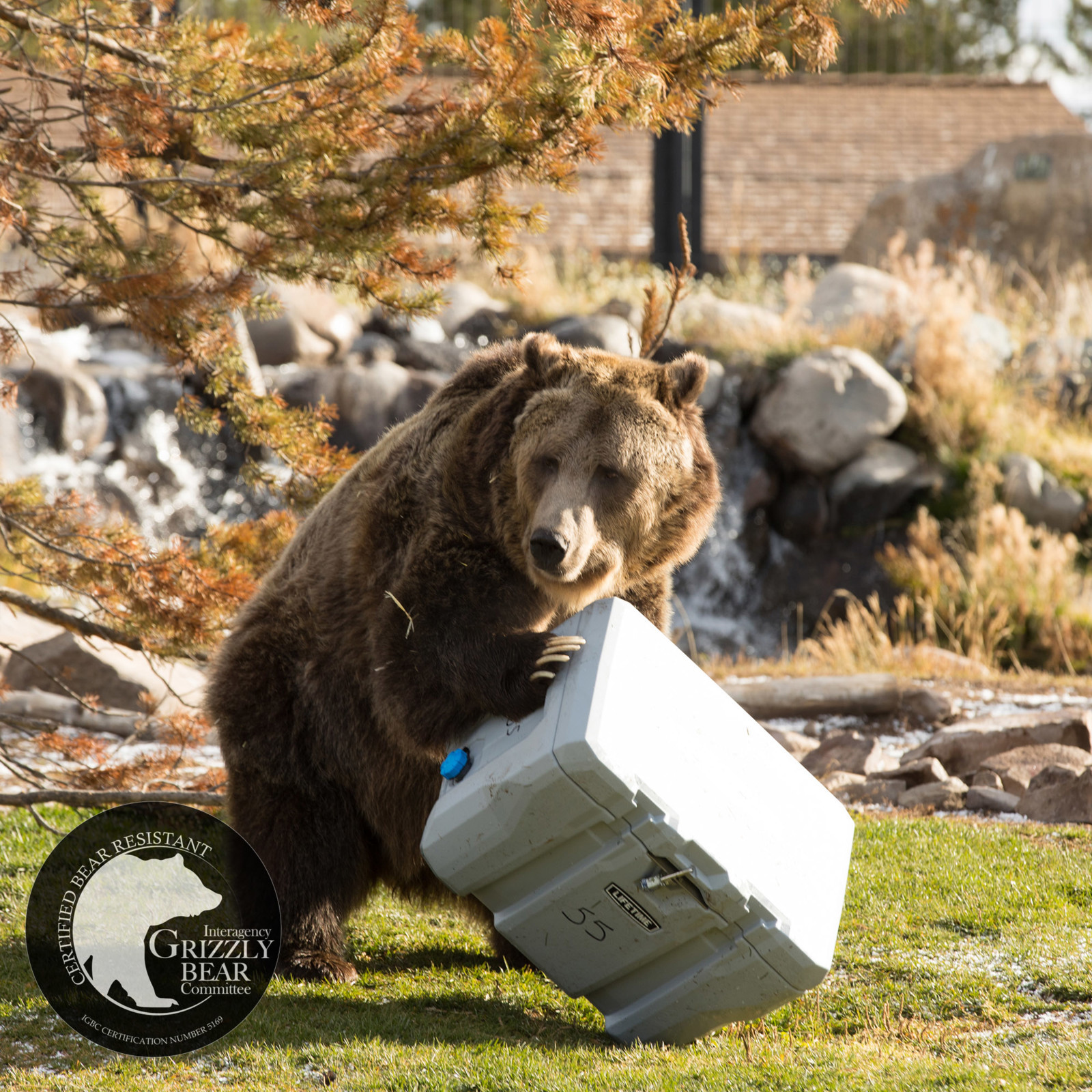 Ozark trail Lifetime 55 Quart High Performance Grau, Cooler, Grau, Performance ice chest Camping 338e87 Ozark trail Lifetime 55 Quart High Performance Grau, Cooler, Grau, Performance ice chest Camping 338e87