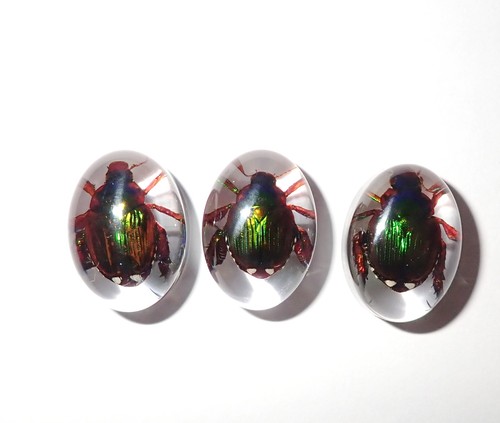 Insect Cabochon Oval 12x18 mm Golden Cockchafer Beetle Clear 2 pieces Lot - Picture 13 of 19