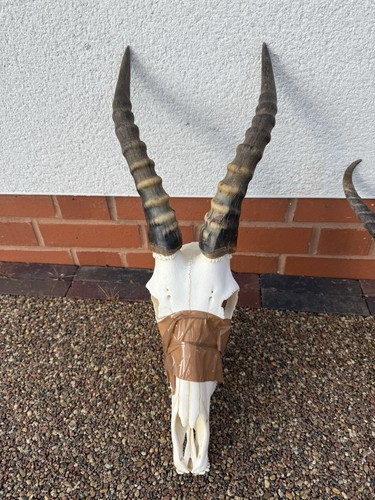 Blesbuck Full Skull Africa Antelope Taxidermy Skull Cool