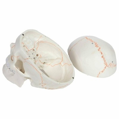 valiem MM SKULL(BONE) Sサイズ Replica Chimpanzee Male Skull with Calvarium Cut For Sale