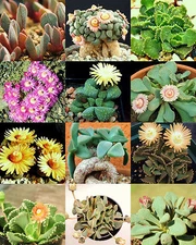 ALOINOPSIS MIX, succulent mesembs mixed living stones rocks plant seed  50 SEEDS