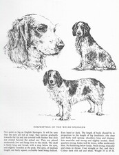 Welsh Springer Spaniel Sketch - CUSTOM MATTED - 1963 Vintage Dog Art Print