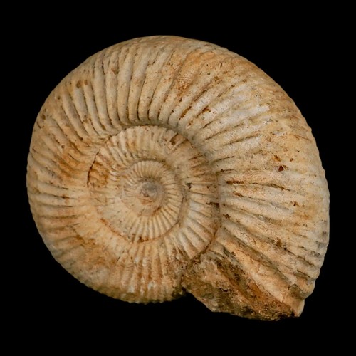 Fósil de amonita Perisphinctes 97 mm Nautilus Madagascar Edad Jurásica Certificado de autenticidad - Imagen 5 de 9