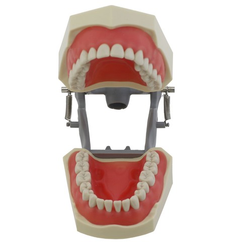 Columbia Dentoform 860 Dental Typodont Modelo Dientes Extraíbles 32 piezas Poste de Montaje - Imagen 50 de 77