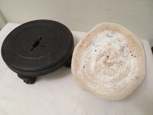 Vintage Large Brain Coral w Footed Dark Wood Stand - Picture 6 of 8
