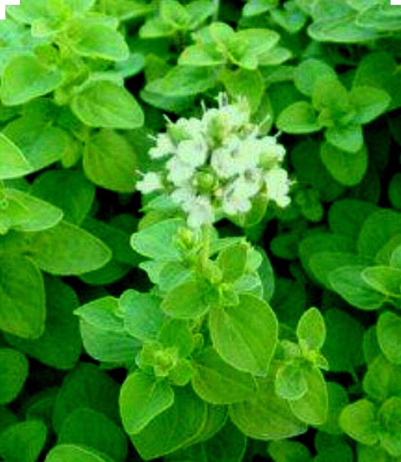 Más de 300 semillas de MEJORANA DULCE (hortensia de Majorana) uso culinario y medicinal - no transgénico