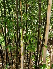 Black Bamboo Rhizomes 1–12 Pack (Phyllostachys nigra) • Bare Root • Fast-Growing