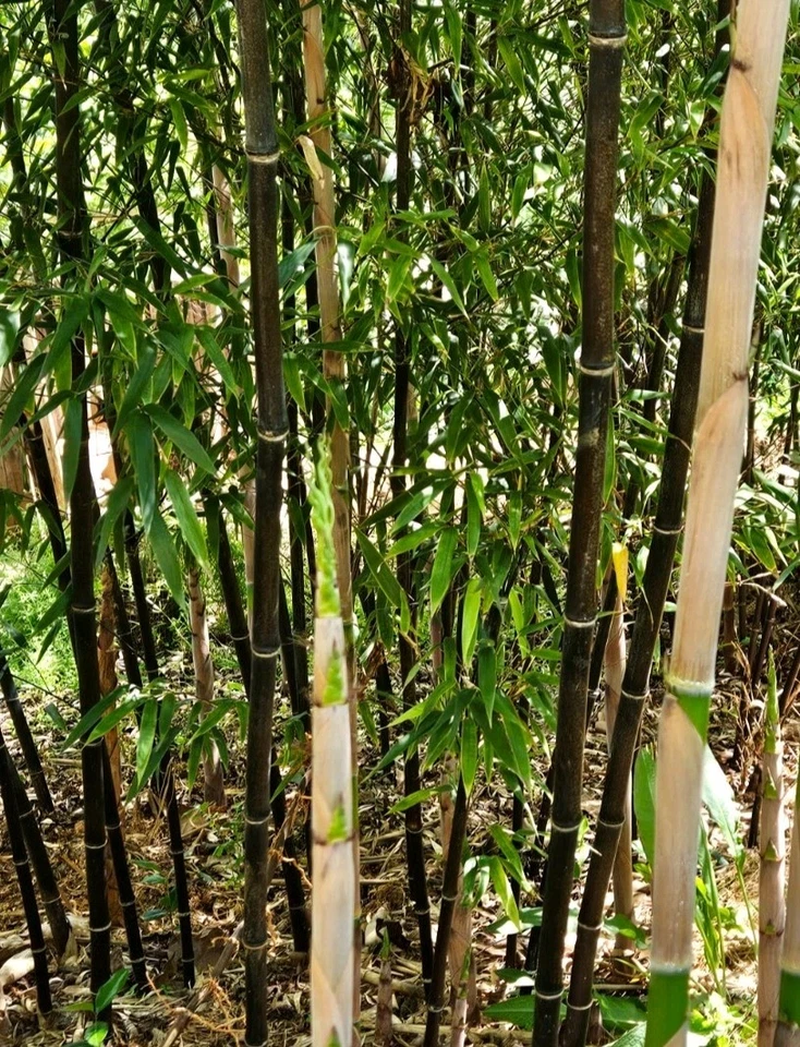 Paquete de 1-12 rizomas de bambú negro (Phyllostachys nigra), pantalla de privacidad de raíz desnuda Foto 3 de 4