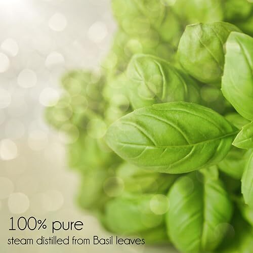 Eucalyptus Essential Oil - 4 fl oz - 100% Pure Assorted Scents , Sizes - Picture 28 of 74