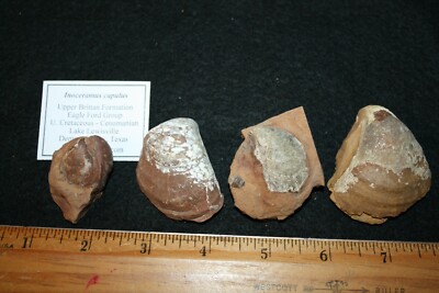 Capulus Shell Cretaceous Brittan Formation Inoceramus capulus bivalve shell fossil 1 ...