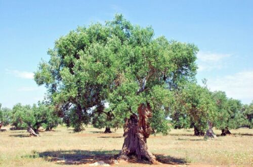 10 CANINO OLIVE TREE SEEDS (Olea europaea) European Common Edible Fruit Plant - Picture 15 of 16
