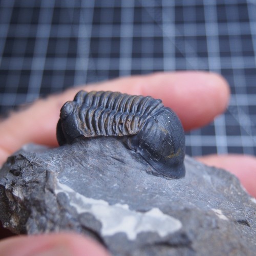 Artrópodos Paralejurus rehammanus Trilobite Devonian Trilobiten - Imagen 15 de 24