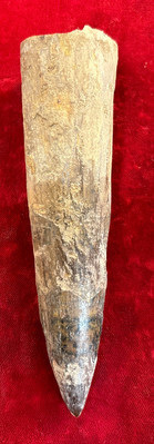 Authentic 4 7/8  Spinosaurus Tooth Fossil