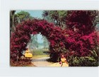 Postcard Arbor Of Purple Bougainvillea At Florida Cypress Gardens