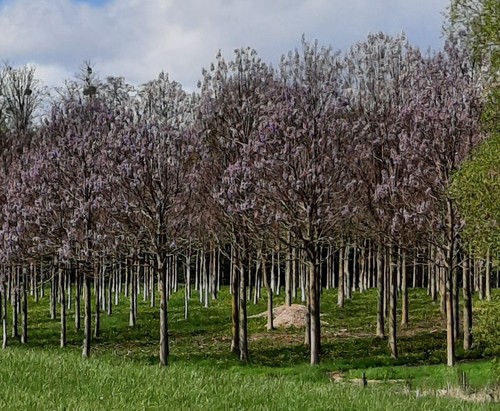 Paulownia tomentosa Jungpflanze–Blauglockenbaum, schnellwüchsig, riesige Blätter - Bild 7 von 8