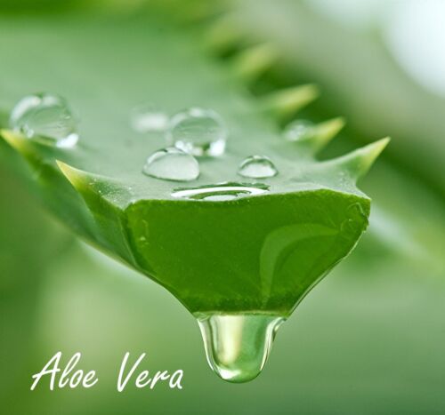 KEDMA FOAMING FACIAL SCRUB holds the secrets of the Dead Sea & ancient Egypt - Picture 6 of 9