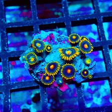 WYSIWYG - Ultra Zoas Frag