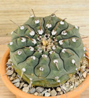 Gymnocalycium vatteri , pot 10 cm (Cod. N125)