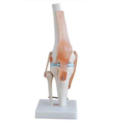 Human 1:1 Size Knee Joint Simulation Model Medical Anatomy Teaching Model - Picture 2 of 6