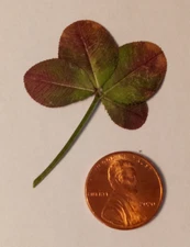 4 leaf clover - real, dried, and pressed - Trifolium repens