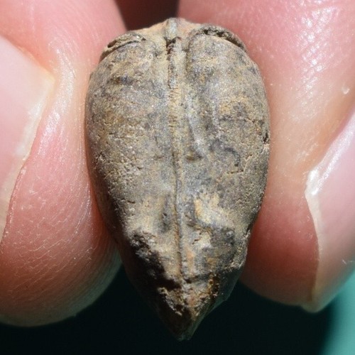 Bivalve Fossil with Three dimensional fossilization Bolivia Nuculites pacatus - Picture 7 of 14