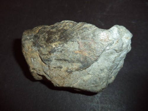 Unknown fossil, from curisitu cabinet from an esthete - Picture 4 of 4