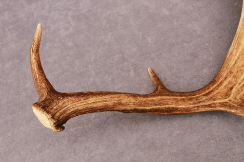 NATURALLY SHED WILD FALLOW DEER ANTLER (HORN, KNIFE, CARVING, CHEW, TAXIDERMY) - Picture 10 of 12