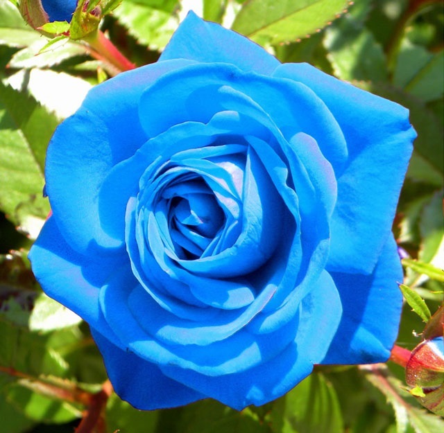 Blue Rose Bush