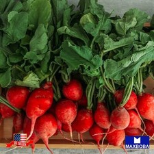 200 Radish Seeds - Crimson Giant Non-GMO Heirloom Vegetable BOGO 50 OFF