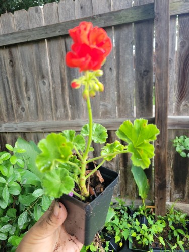 Organic RED GERANIUM live   plants  in 2 inches pot plant novio full plant not C - Picture 3 of 3