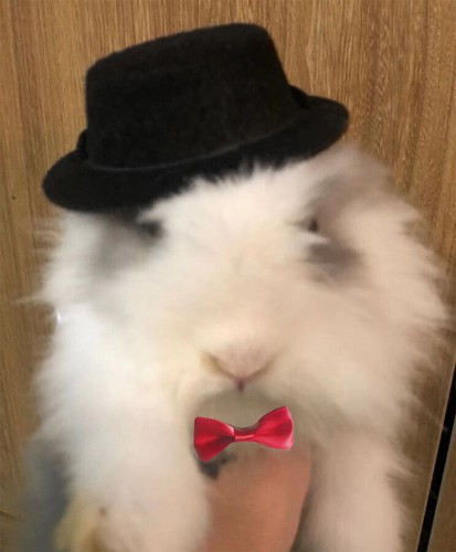 Costumi Furetto Coniglio Guinea Furetto Vestiti Cappello con Collare Ciovaglino Accessori Giocattolo - Foto 4 di 10