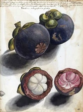 13125.Decor Poster.Wall Room home art vintage design.Mangosteen old illustration