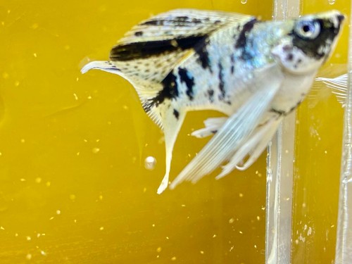 Molly Zebra Longveil & long tail Balloon blue eye 3 months Live Fish USA Stock - Picture 5 of 5