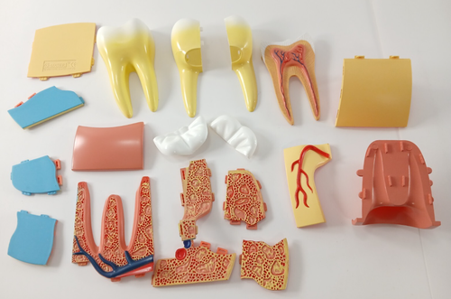 4D Master STOMACH, TOOTH, EAR, TORSO, PREGNANCY Educational Human Anatomy Models - Picture 12 of 14