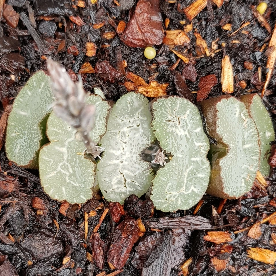 Haworthia truncata MIX Seeds x 8 HYBRID FOR SUCCULENT AND CACTI COLLECTERS Track - Image 3 of 4