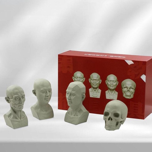 Planarkopf Modell für Künstler Lernen Planes of Face Modell GT Human X1✨y Kopf L8Q2 - Bild 9 von 23