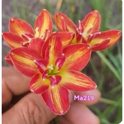1 bulb AUTHENTIC Rain Lily Zephyranthes 70-150mm size (130 varieties) - Picture 11 of 43