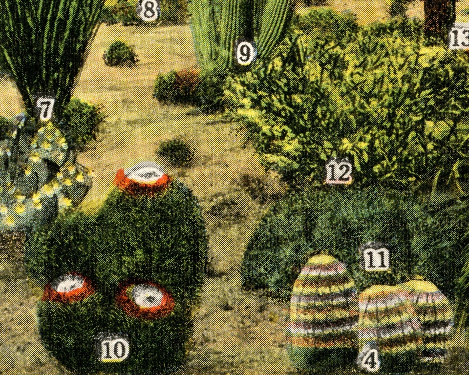 ¡PÓSTER VINTAGE DE CACTUS DEL DESIERTO! (hasta 24" x 36") - 1945 - Postal - Cactus - Arte Foto 3 de 4