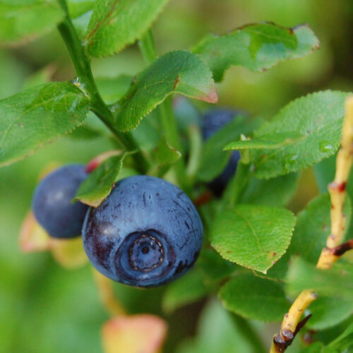 Heidelbeere / Blaubeere (Vaccinium myrtillus) Bio - ca. 200 Samen - Bild 7 von 8