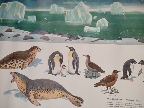 Antarctic wildlife animals original vintage zoology poster - Picture 4 of 4