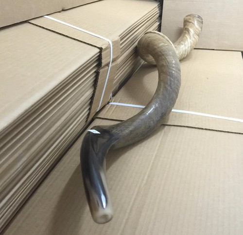 Yemenite Kudu Horn Shofar 24''-28'' New KOSHER Made in Jerusalem ✡From... - Picture 5 of 8