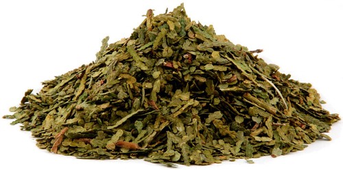 False White Cedar, Tree of Life - Powder or Dried Leaves, Thuja occidentali 1 oz - Picture 2 of 2
