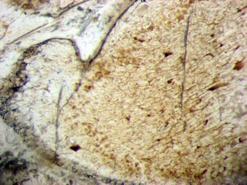 Devonian Rhynie Chert plant fossil microscope THIN SECTION Aglaophyton more #15 - Picture 7 of 7