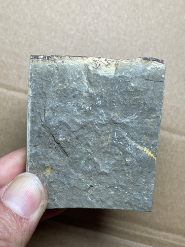 150g natural Silurian period Coronocephalus Trilobite specimen stone - Picture 17 of 17