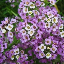 Alyssum, Sweet DWARF ROYAL CARPET 4" Ground Cover Perennial Non-GMO 1000 Seeds!