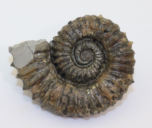 Ammonite, Aegocrioceras bicarinatum, gesso, Hauterive, Resse, Germania -L406 - Foto 6 di 8