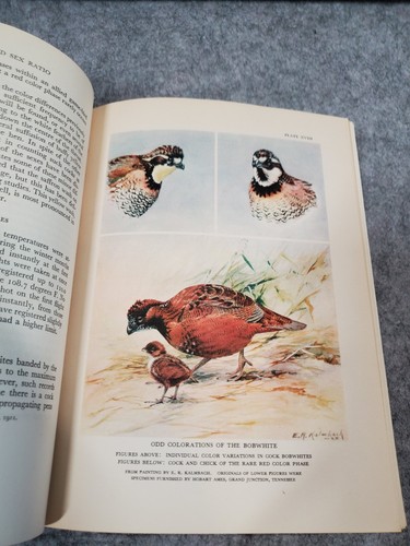 The Bobwhite Quail: Its Habits, Preservation & Increase Herbert Stoddard SIGNED - Picture 19 of 24